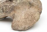 Fossil Dinosaur (Triceratops) Vertebra Section - Montana #219118-5